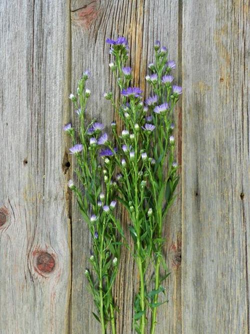 CARNIVAL  5 STEM BUNCH PURPLE ASTER